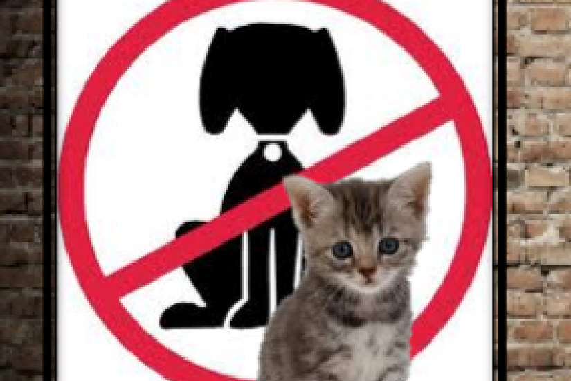 Does 'No Pets' mean 'No Cats'?
